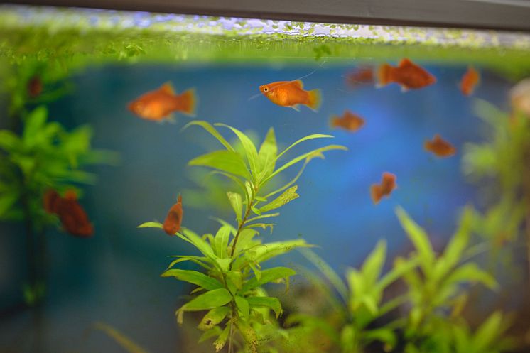 Akvaristik och Amfibier