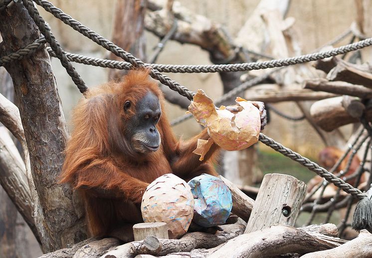 Zoo Leipzig - Oster-Pinatas für die Orang-Utans