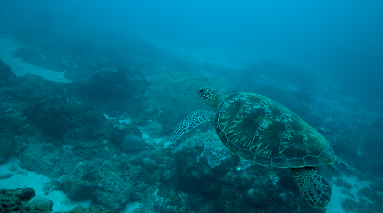 Reunion Island Swordfish longline - Turtle swimming underwater. Credit_ Alefa Production 3.png