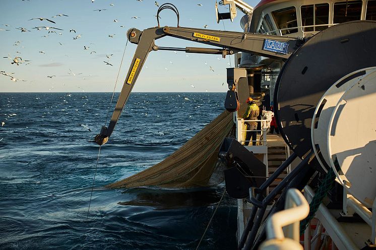 Fiske bild från Danmarks Pelagiske Producentorganisation.jpg