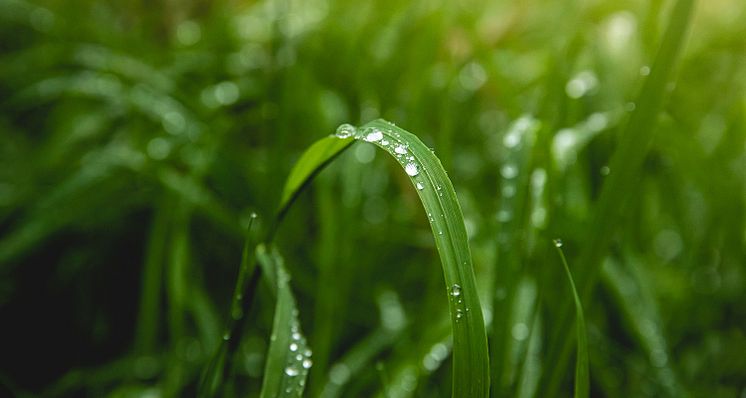 grasstra-vattendroppe-iStock-1450426637