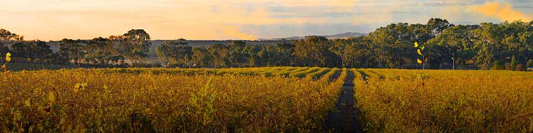 Polish Hill Vineyard