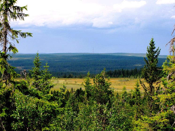 mp5696037-urskog.jpg