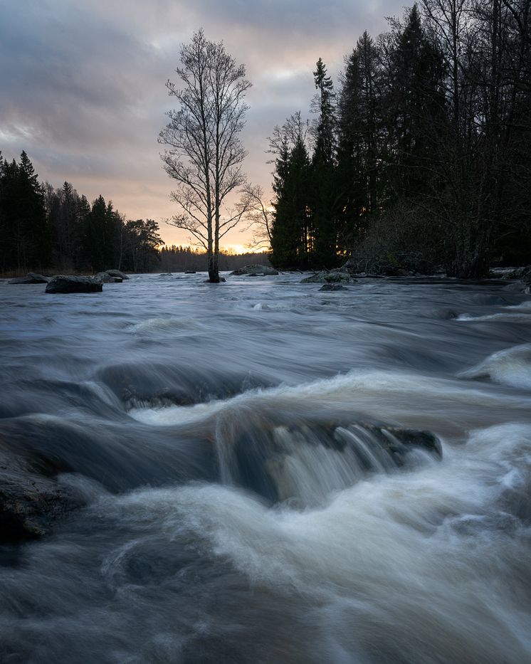 Gysingeforsarna vid Färnebofjärdens Nationalpark web.jpg