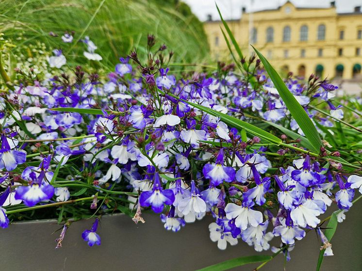 Blommor Stora torget 2.jpg