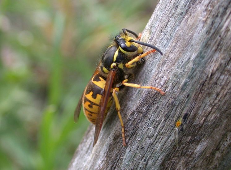 Tyskgeting, Vespula germanica (1).JPG