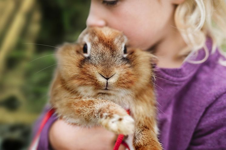 Waald_Schleich_Lionhead.jpg