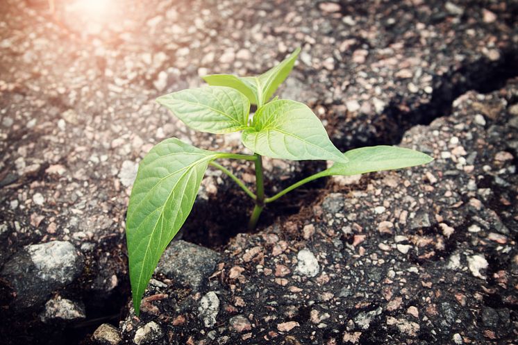 mp13311662-plant-growing-from-crack-in-asphalt.jpg