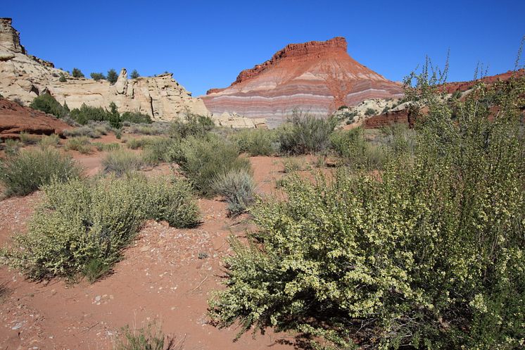 Respiration from dry ecosystems is less sensitive to temperature (Utah US, photo by Stefano Manzoni).JPG
