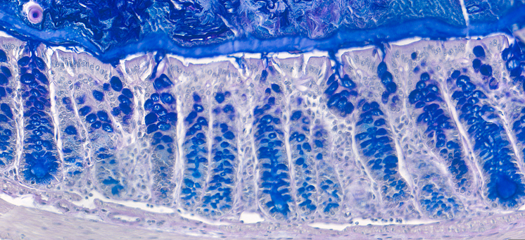 Histology_Cropped_001.png