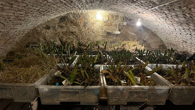 Görvälns Slott - dahliaknölar förvaring