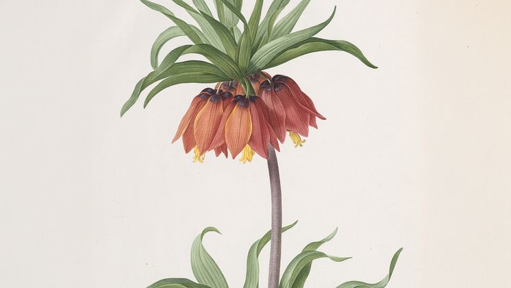 Sofiero Fritillaria 2025