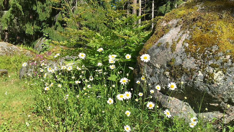 blommor.jpg