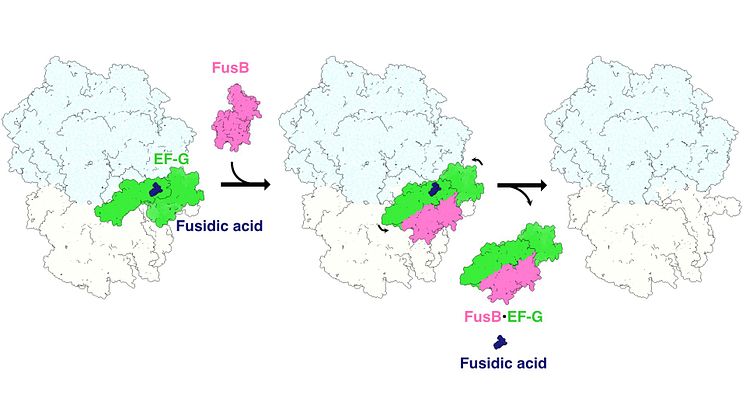 Schematic figure of the fusidic acid resistance “stop-motion” movie