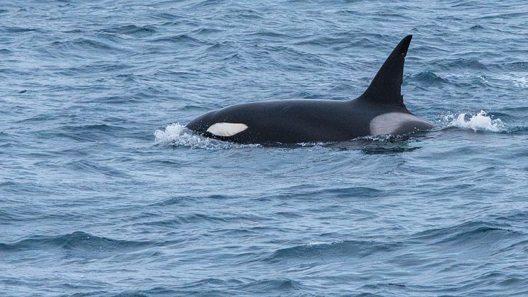 2024.08.25_Greenland_DenmarkStrait_Orcas_YuriChoufour-08.jpg