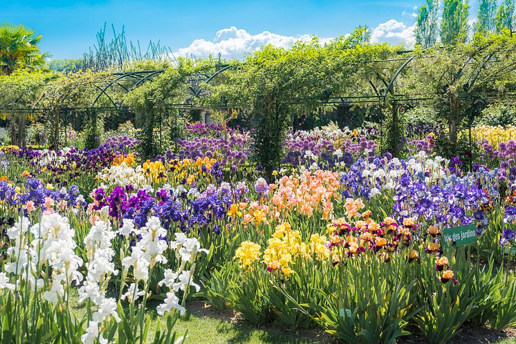 Iris Garten Chateau de Vullierens