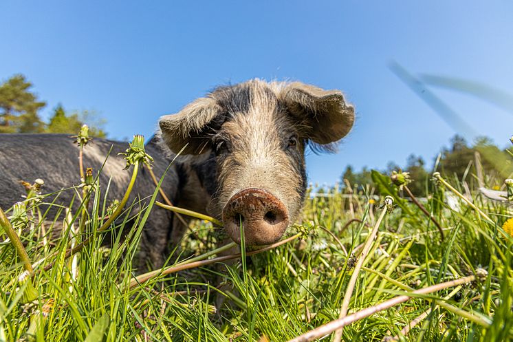 Foto_World_Animal_Protection_Bild_från_Lyckliga_Grisar.jpg