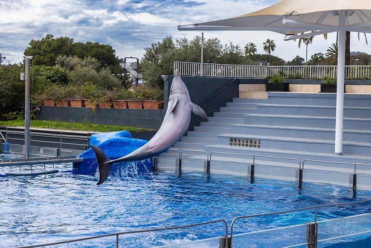 Delfin_i_Marineland_på_Mallorca_FOTO_World_Animal_Protection.jpg