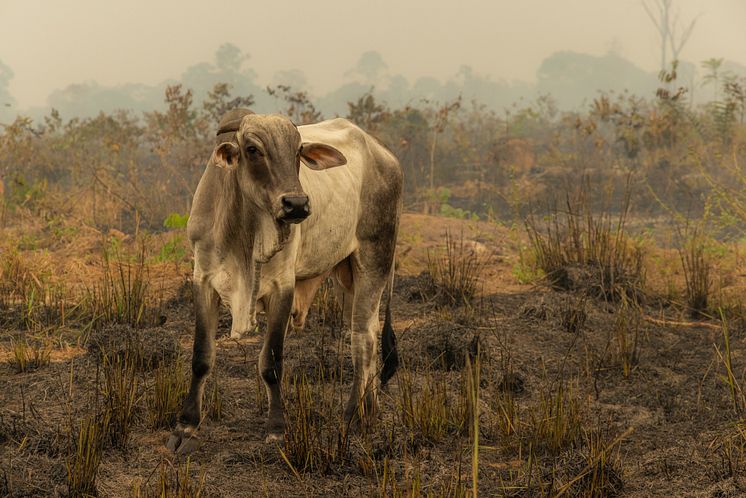 Foto_Tom_Svensson_World_Animal_Protection.jpg