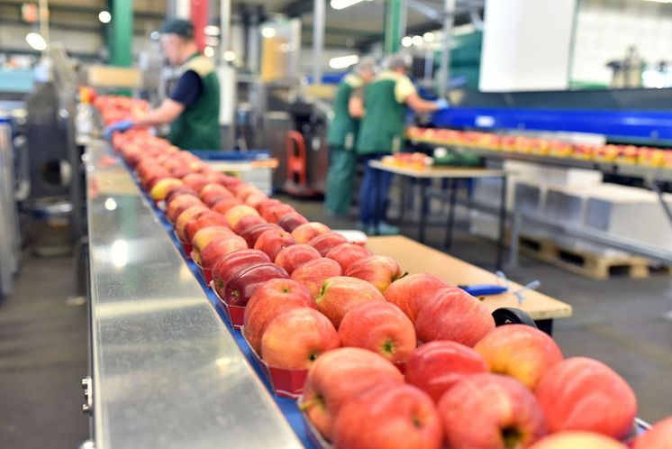 Livsmedelssäkerhet och HACCP_äpplen.jpg