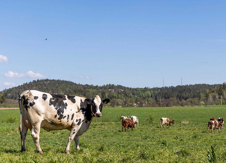 Kor_Foto_Tom_Svensson_World Animal_Protection_Sverige.jpg