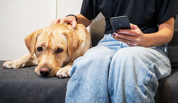 VanligaHalsoproblemHund.jpg