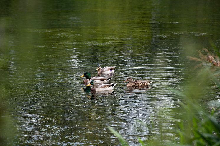 ducks.jpg