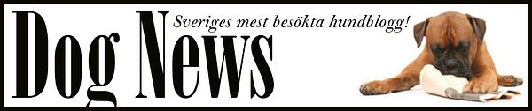 DogNews FE Balance