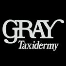 Gray Taxidermy