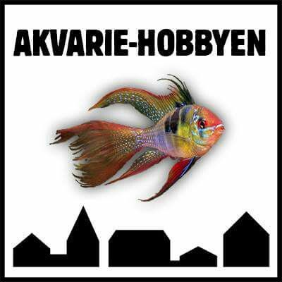 Akvarie Hobbyen