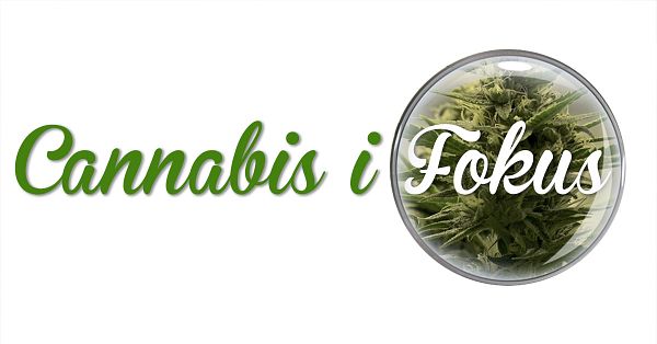 Cannabis i fokus
