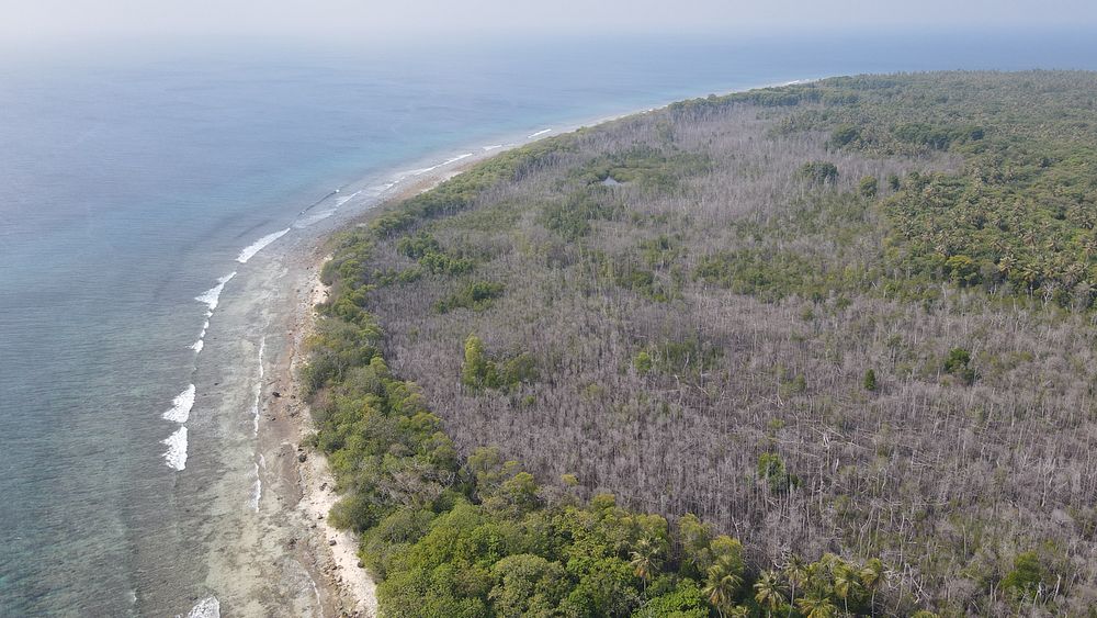 Aerial image of dead mangrove trees