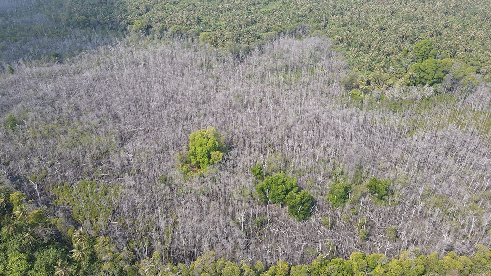 Aerial image of dead mangrove trees