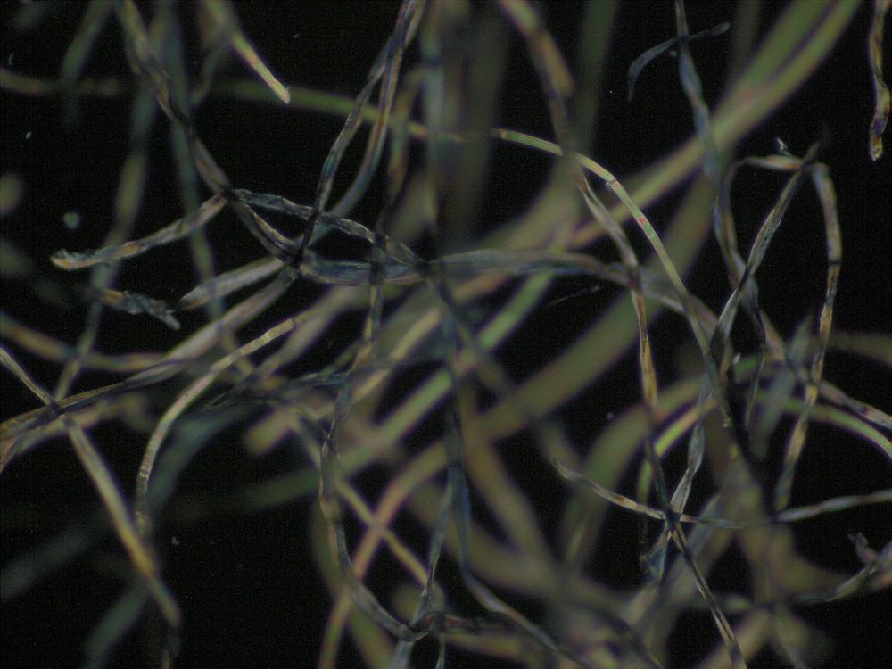 Cotton denim fibres pictured under a microscope