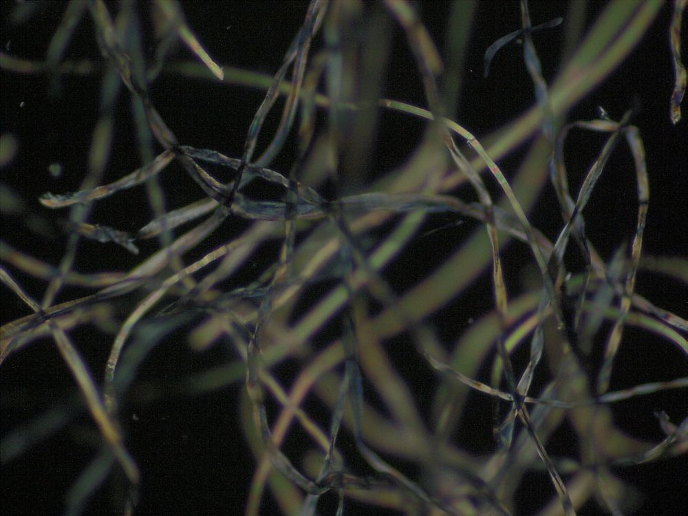 Cotton denim fibres pictured under a microscope