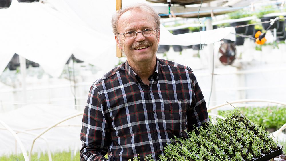 Fredrik Andersson, trädgårdsmästare om odling av Blomsterbasilika