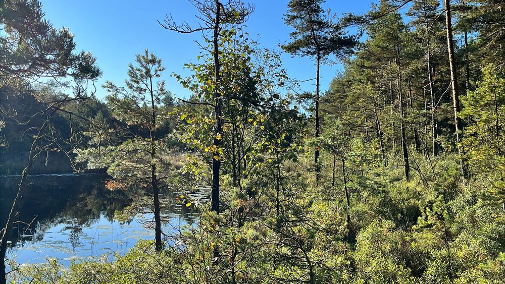 Bilden visar ett mindre vattendrag omgivet av skog.