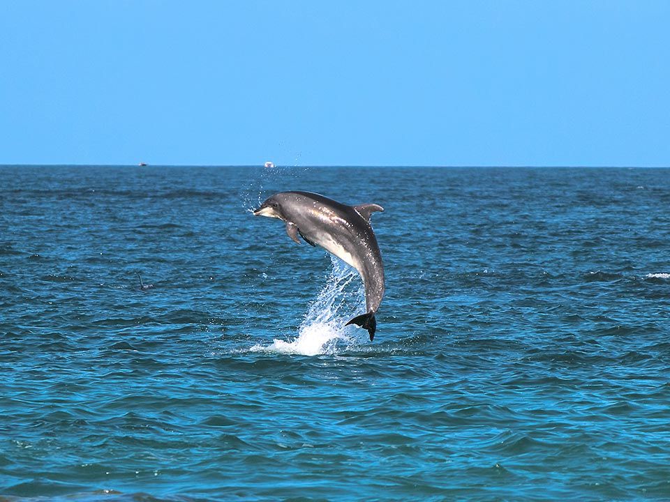 Beautiful Dolphins' jumpings in Lovina