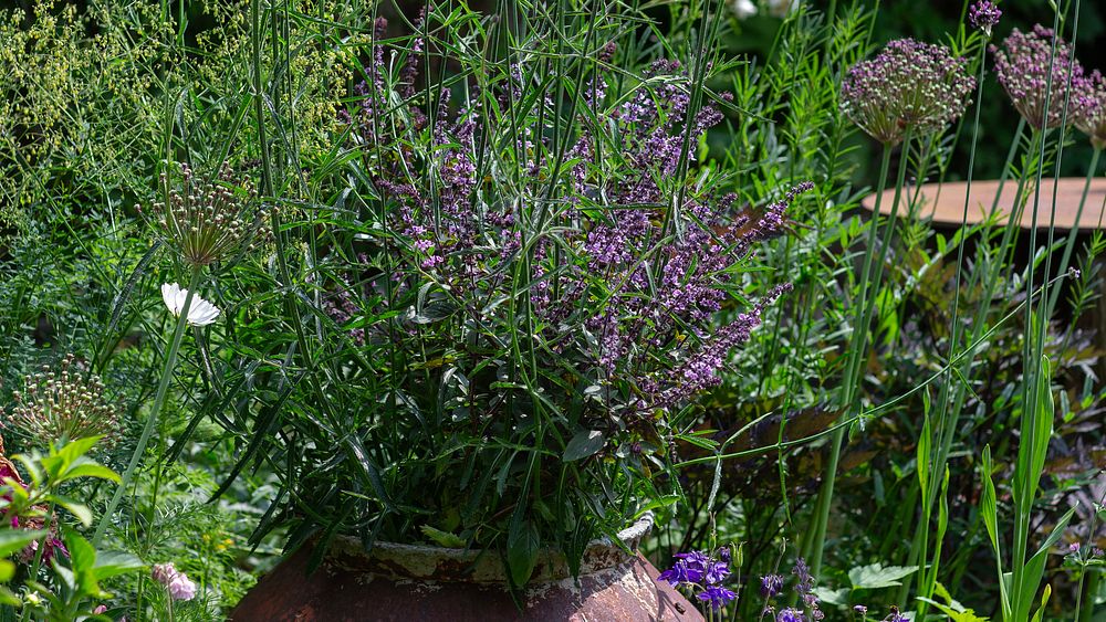 Stark och robust Blomsterbasilika