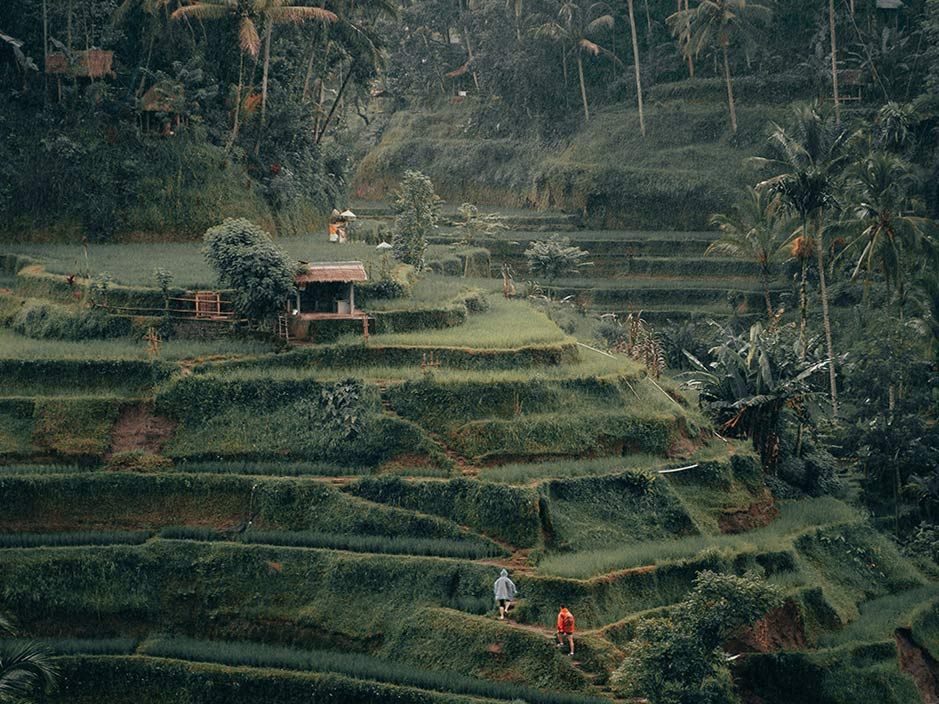 Rice Terraces in Bali