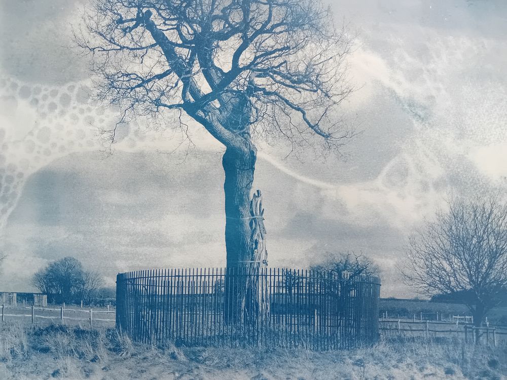 Cyanotype of Son of Oak (pre-tone)
