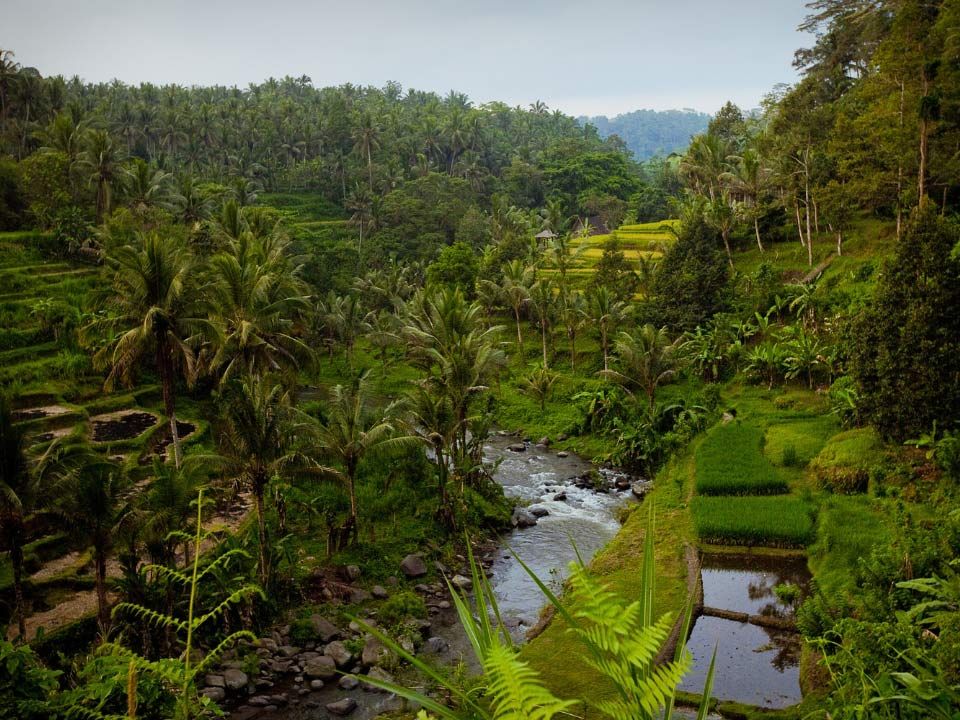 Rice fields landscape in Bali