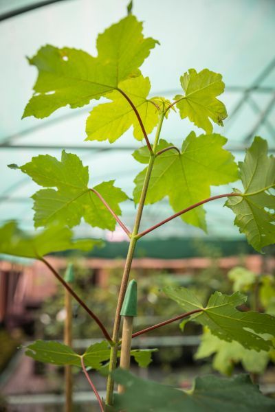 A Sycamore Gap sapling