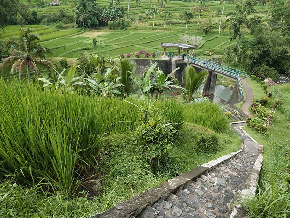 The path to Tegalalang Rice Terraces in Ubud