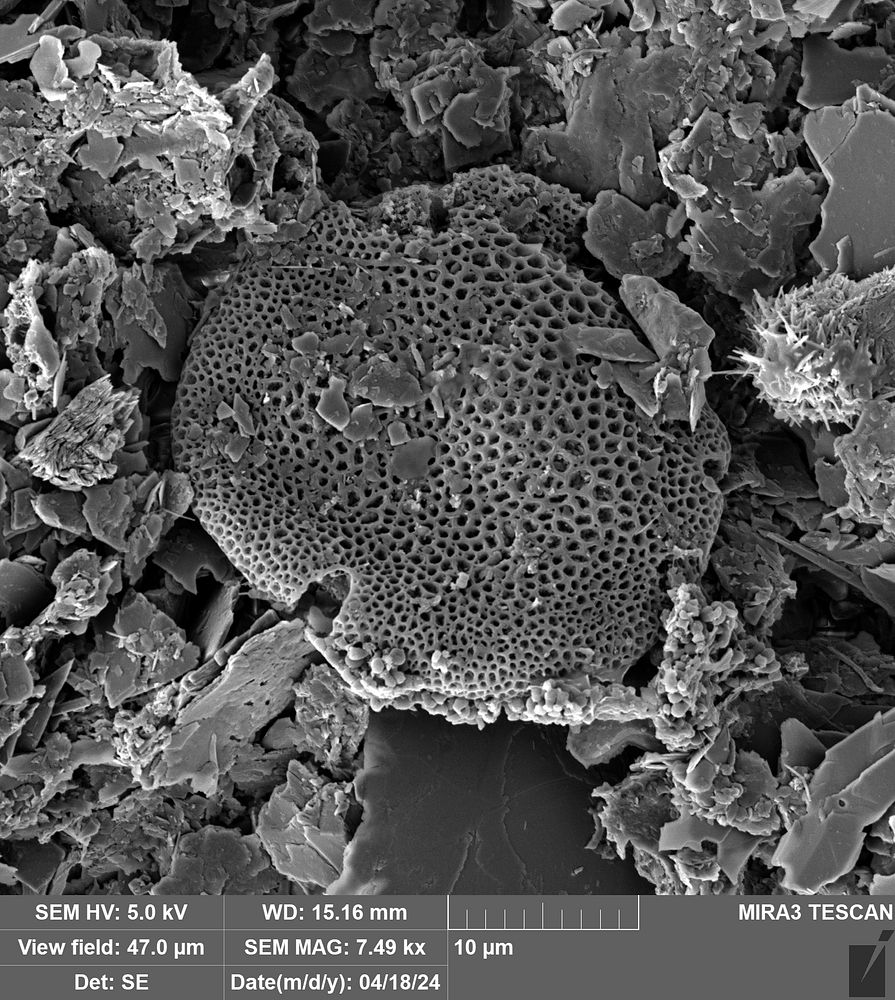 Tilia-type pollen grain photographed using an electron microscope at Northumbria University. This fossil is at least 23 million years old. Jessica McCoy, Author provided (no reuse)