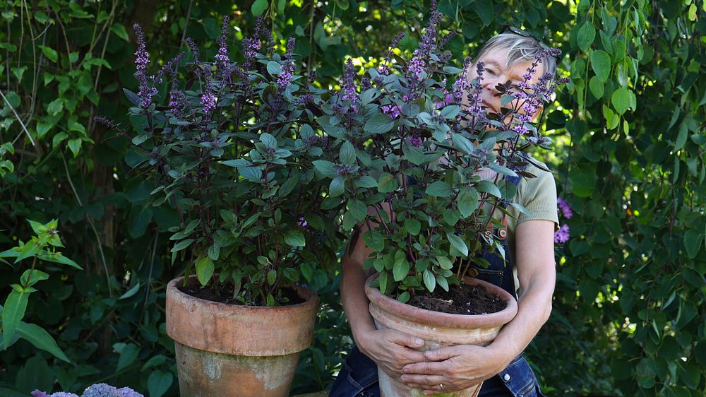 Annika Christensen om Blomsterbasilika