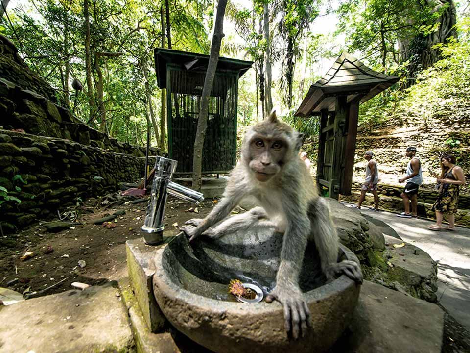 Monkey from Sacred Monkey Forest in Ubud