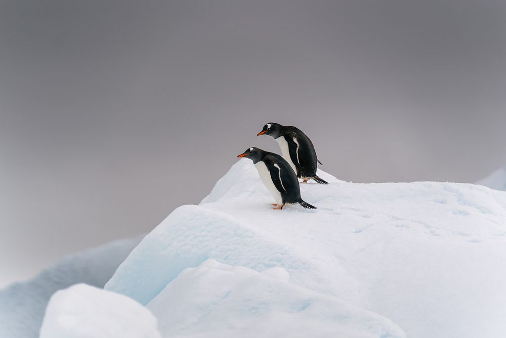 Wildlife modules like Penguins are part of the UTAS educational programme.