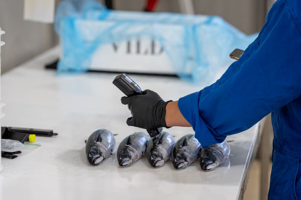 Mackerel being controlled and packaged at Br&oslash;drene Sperres location in Norway, before being sent to Tokyo.