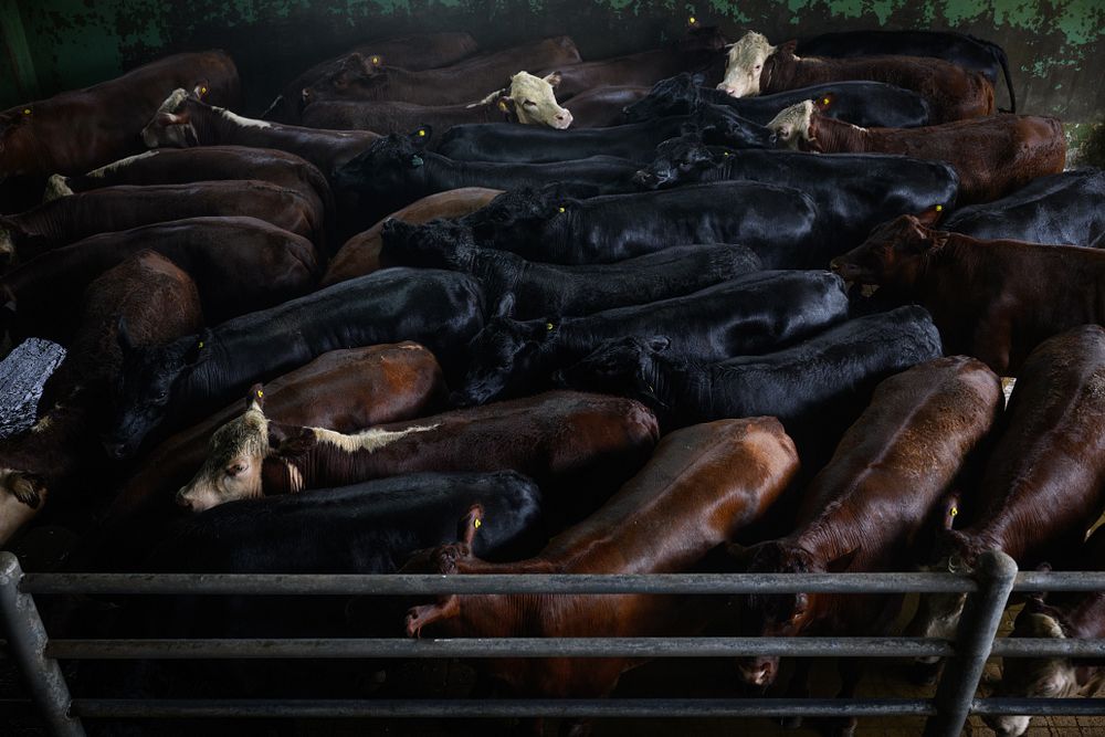 Matadero documentado por Igualdad Animal